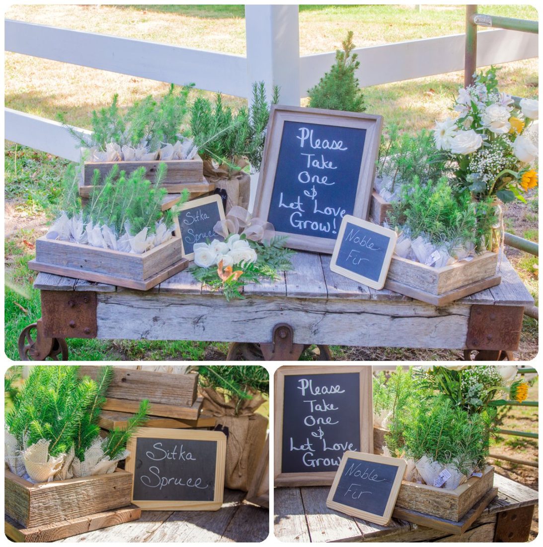 2017 02 02 0028 Sunflowers happy flower | Filigree Farm Buckley Wedding