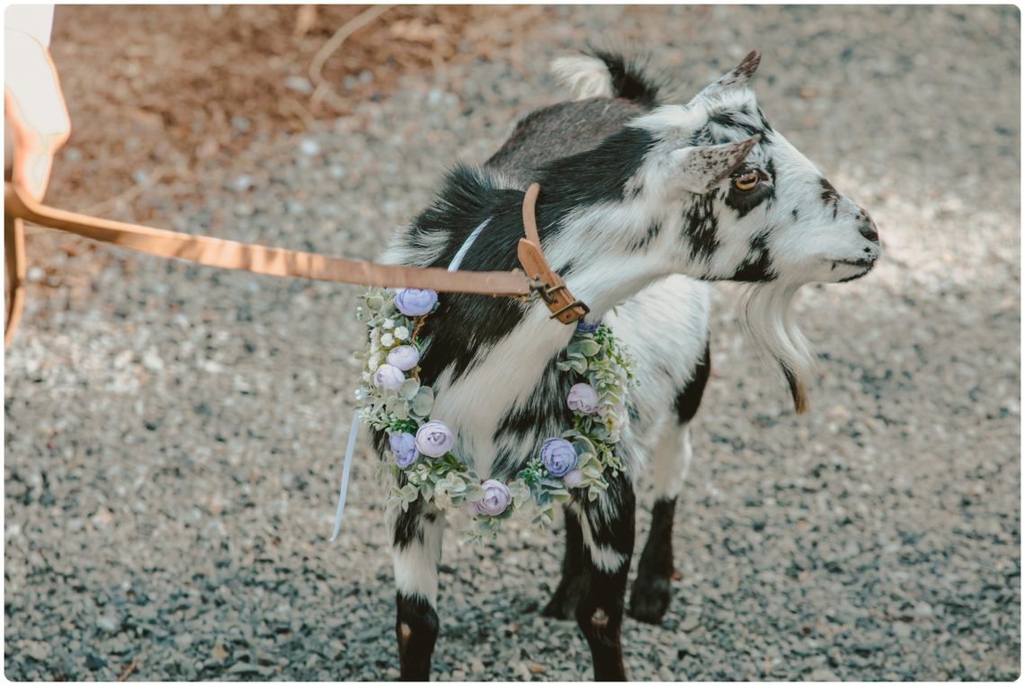 Stephanie Walls Photography 1100 scaled The Lookout Lodge Wedding of Tiana and Scott