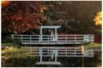 Bride and groom stand on a white wooden bridge over a reflective pond, surrounded by vibrant summer foliage and golden light at Nature’s Connection in Arlington, WA.