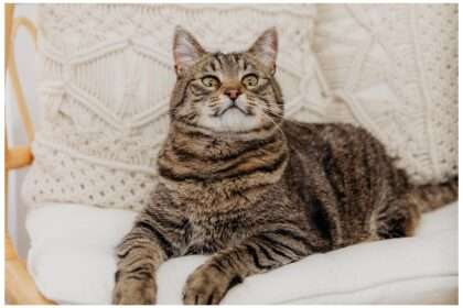 A heartwarming cat mom portrait session featuring Sadie and her calico cat, Cami—capturing the cozy bond and tender moments they share in a light-filled studio setting.