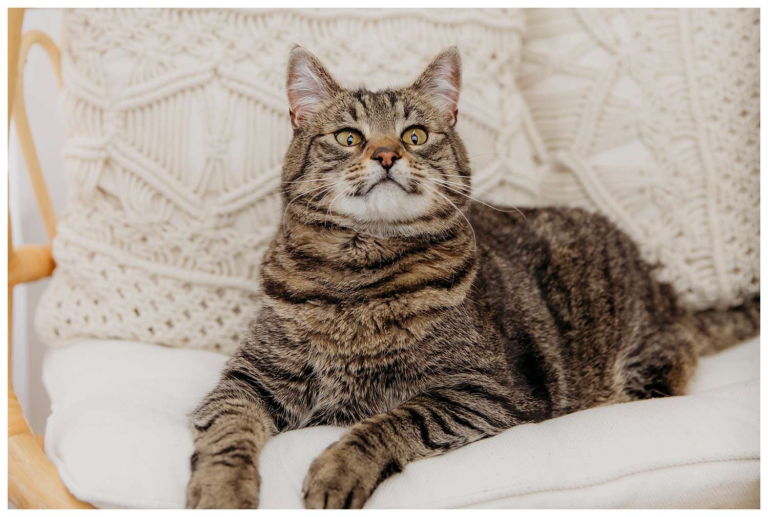 A heartwarming cat mom portrait session featuring Sadie and her calico cat, Cami—capturing the cozy bond and tender moments they share in a light-filled studio setting.