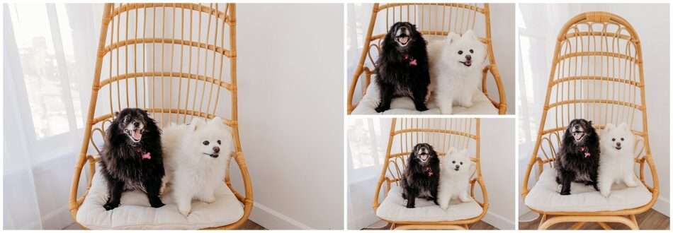 A Paw fect Family Portrait Studio Session with Two Adorable Pomeranians 0012 950x330 A Paw fect Family Portrait: Studio Session with Two Adorable Pomeranians